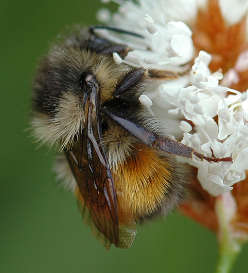 Bombus melanopygus, photo by Hartmut Wisch