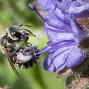 Dufourea female bee, photo by Hartmut Wisch