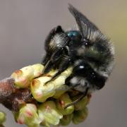 Andrena cerasifolia female, photo by Hartmut Wisch
