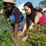 Volunteer weeding a pollinator garden, photo by Crystal Raner