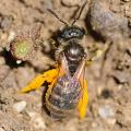 Halictus tripartitus female by Hartmut Wisch.jpg
